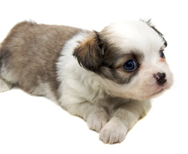 Chihuahua kutya fehér háttér — Stock Fotó