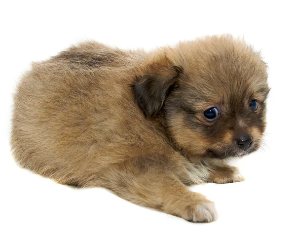 Chihuahua cane su sfondo bianco — Foto Stock