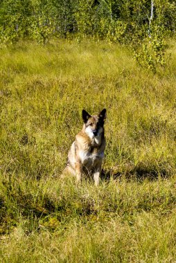 forest yakınındaki köpek