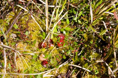 Cranberries bataklık üzerinde