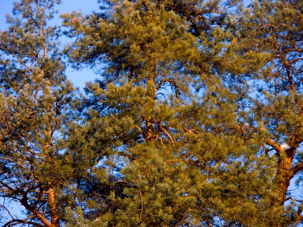 Pinus — Stok Foto