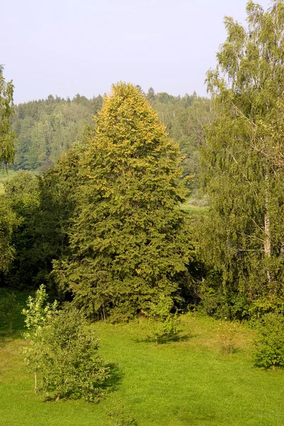 Ліс в Білорусі — стокове фото