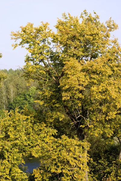 Las na Białorusi — Zdjęcie stockowe