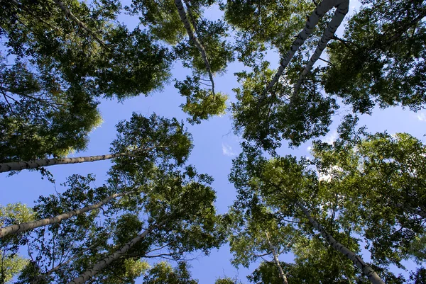 Stock image Forest