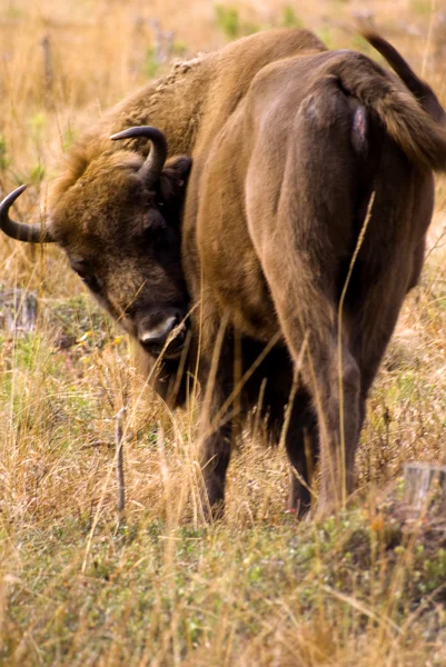 Bison in Belarus — Stock Photo, Image