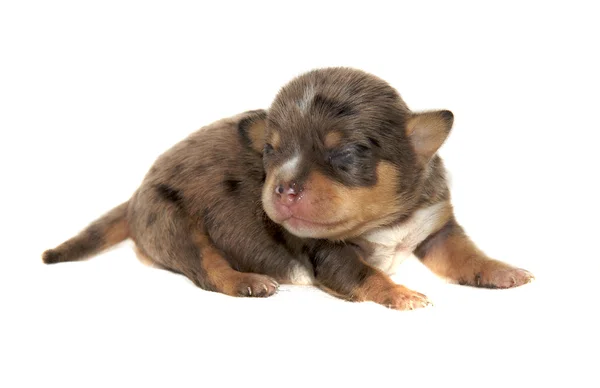 Chihuahua cane su sfondo bianco — Foto Stock