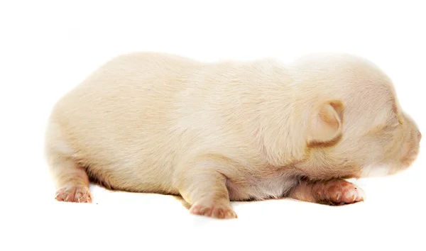 stock image Chihuahua dog on white background