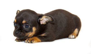 Beyaz arka planda Chihuahua köpeği