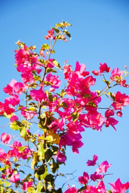 Bougainvillea çiçek