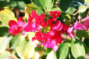 Bougainvillea çiçek