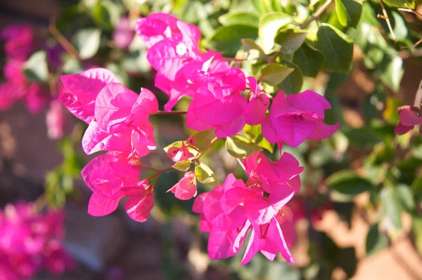 Bougainvillea flowers — Stock Photo, Image