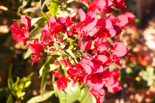 Bougainvillea virágok — Stock Fotó