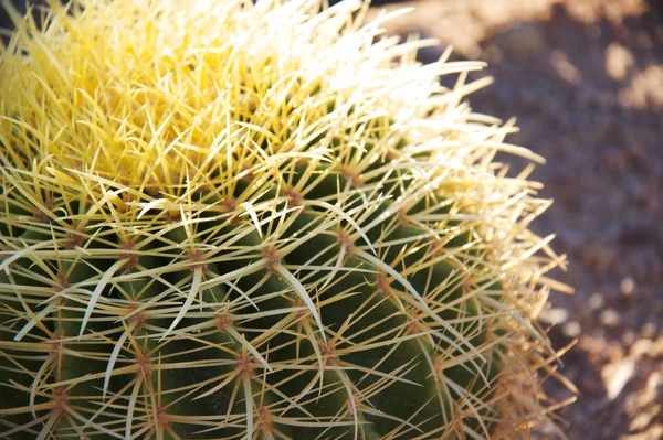 Cactus cactos — Fotografia de Stock