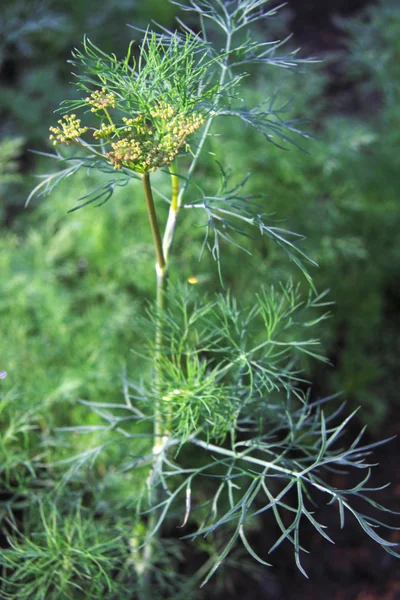 The flowers herbs dill — Stock Photo, Image