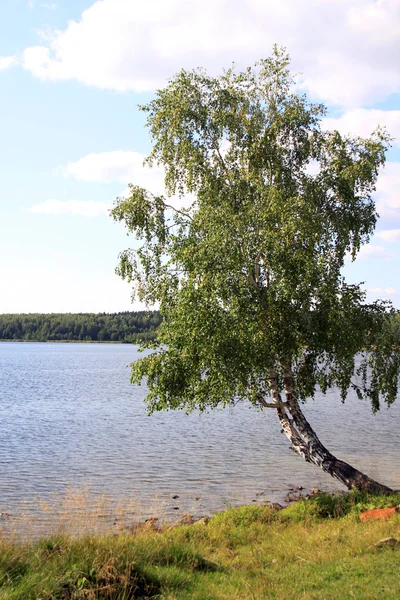 호수 나무입니다. — 스톡 사진
