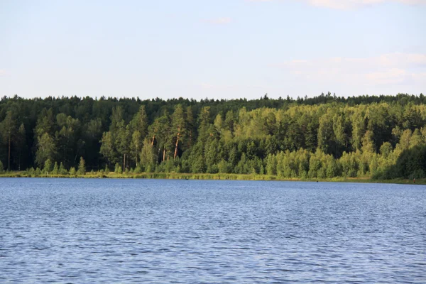 Bosque cerca del lago — Foto de Stock