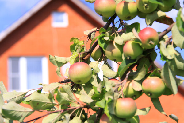 Яблоня
