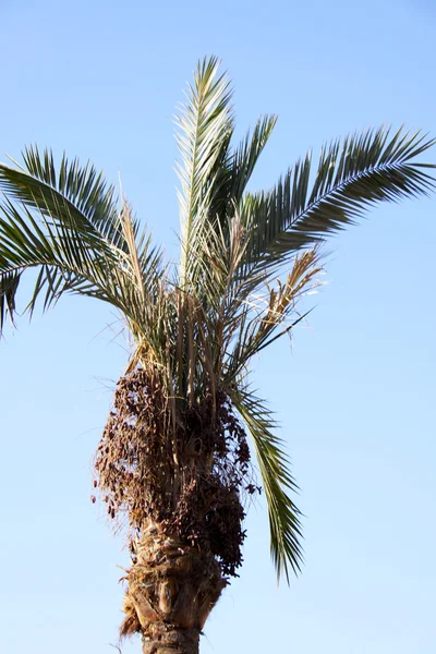 Palmieri — Fotografie, imagine de stoc