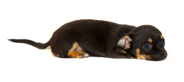 흰 배경에 있는 치와와 개 — 스톡 사진