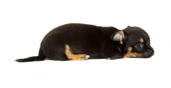 Chihuahua koira valkoisella taustalla — kuvapankkivalokuva