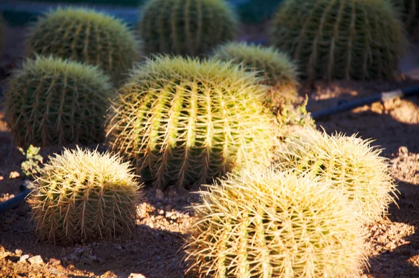 Cactus cacti — Stock Photo, Image