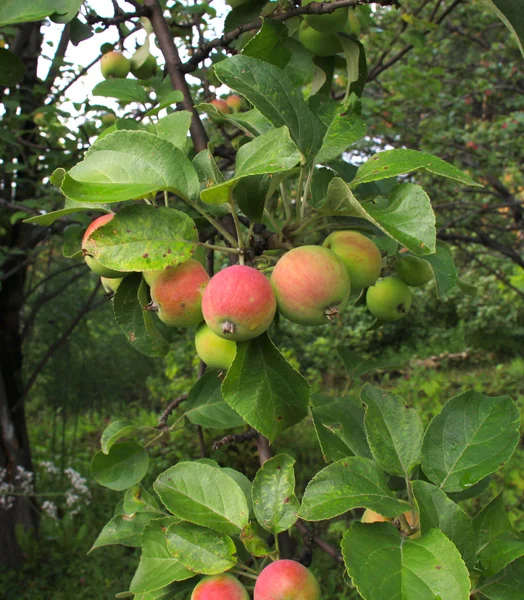 Яблоня — стоковое фото
