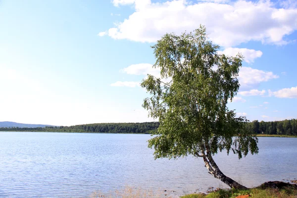 Drzewo w pobliżu jeziora — Zdjęcie stockowe