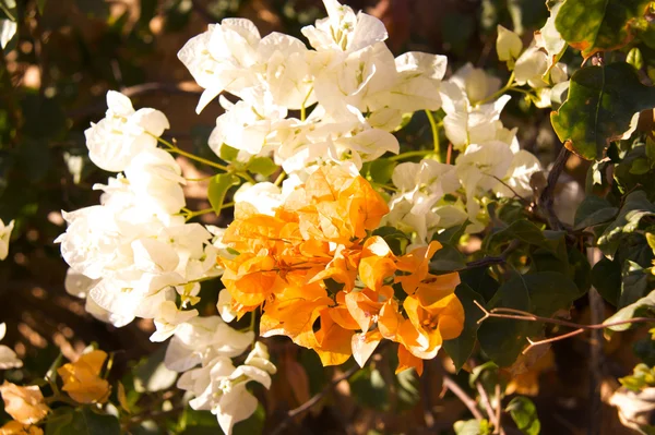부겐빌레아 꽃 — 스톡 사진