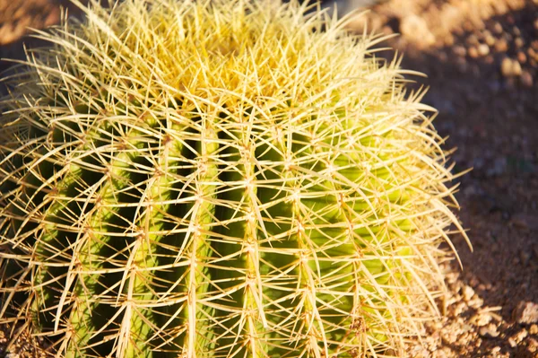 stock image Cactus cacti