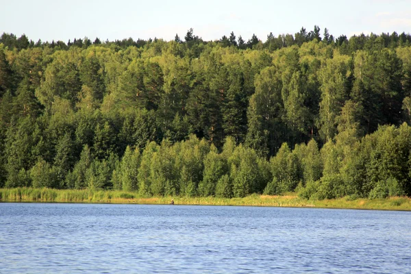 Bosque cerca del lago — Foto de Stock