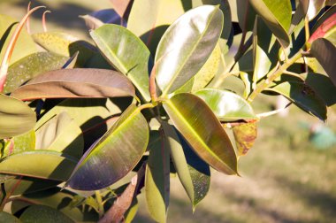 Ev bitki (ficus) bırak