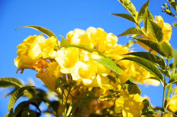 Belo jardim paisagístico com flor de lótus — Fotografia de Stock