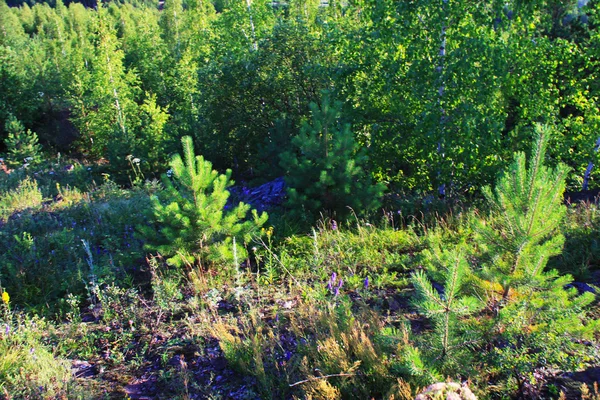 Landskap i höstens tid. Uralbergen. Ryssland — Stockfoto
