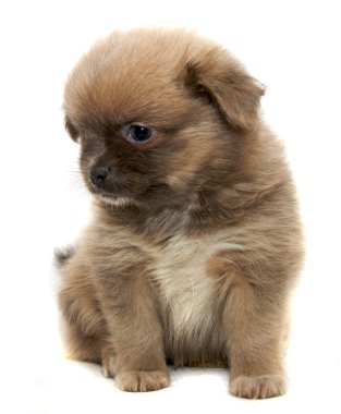 Beyaz arka planda Chihuahua köpeği