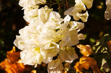 Bougainvillea çiçek