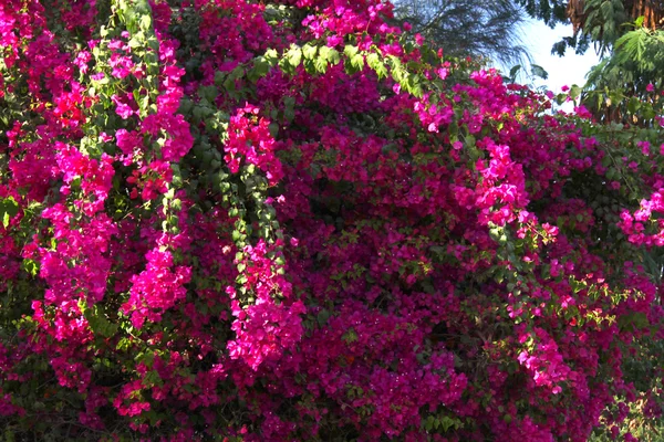 Bougainvillea-Blüten — Stockfoto