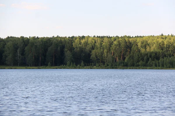 Erdő, tó közelében — Stock Fotó