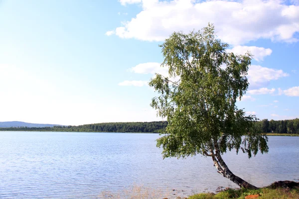 Árbol cerca del lago —  Fotos de Stock