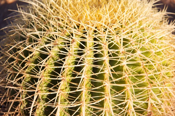 stock image Cactus cacti