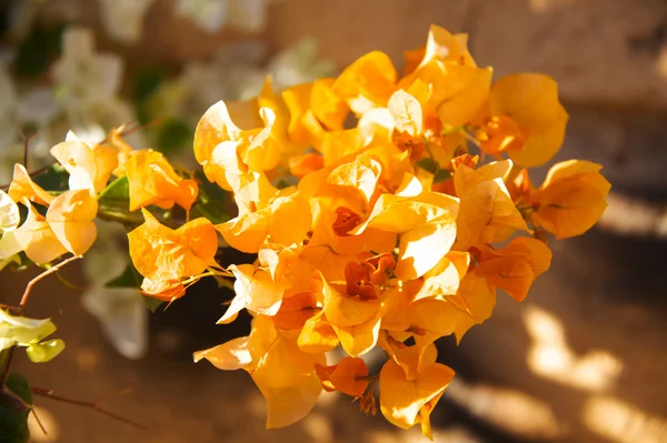 부겐빌레아 꽃 — 스톡 사진