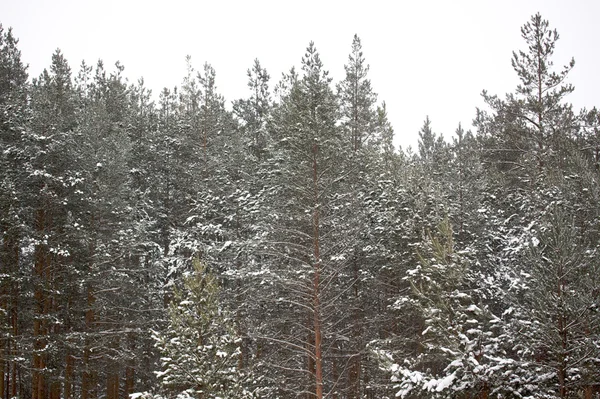 Schöne winterliche Schneelandschaft — Stockfoto