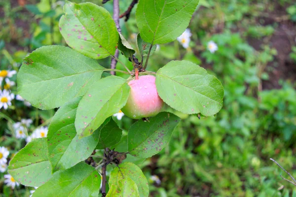 Яблуня — стокове фото