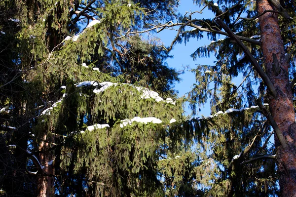 Красивый зимний лес — стоковое фото