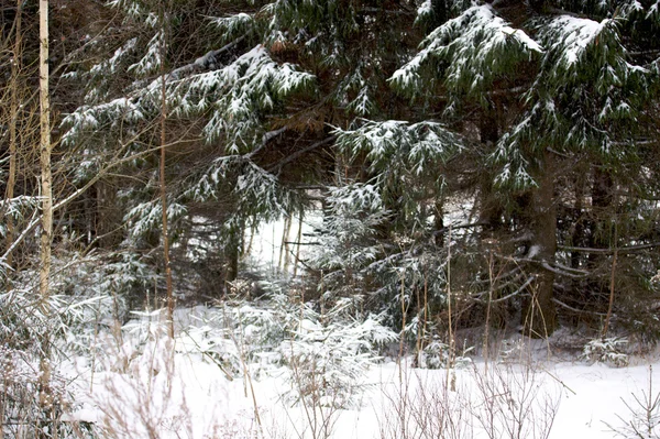 Piękny zimowy śnieżny krajobraz — Zdjęcie stockowe
