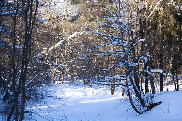 Красивий зимовий лісовий пейзаж — стокове фото