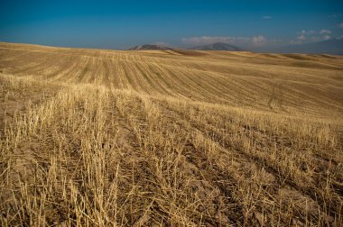 arpa meadows