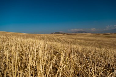 arpa meadows