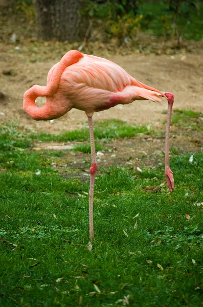 stock image Pink flamingo