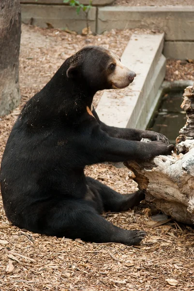 Lindo oso marrón —  Fotos de Stock