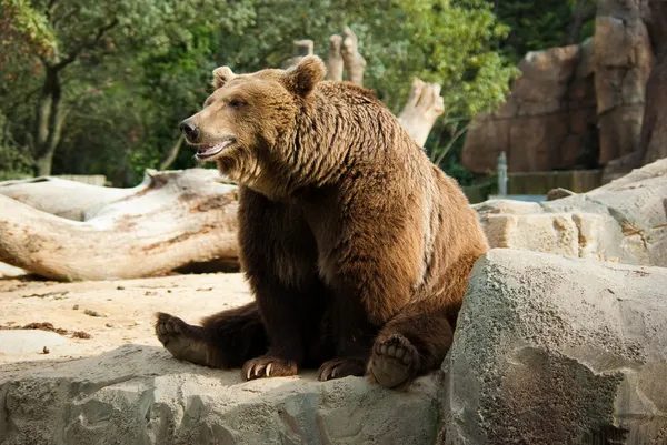 Смішні бурий ведмідь — стокове фото